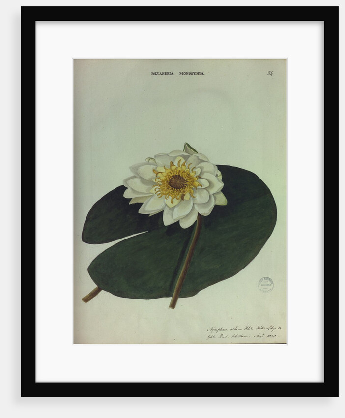 White Water Lily by Collinson