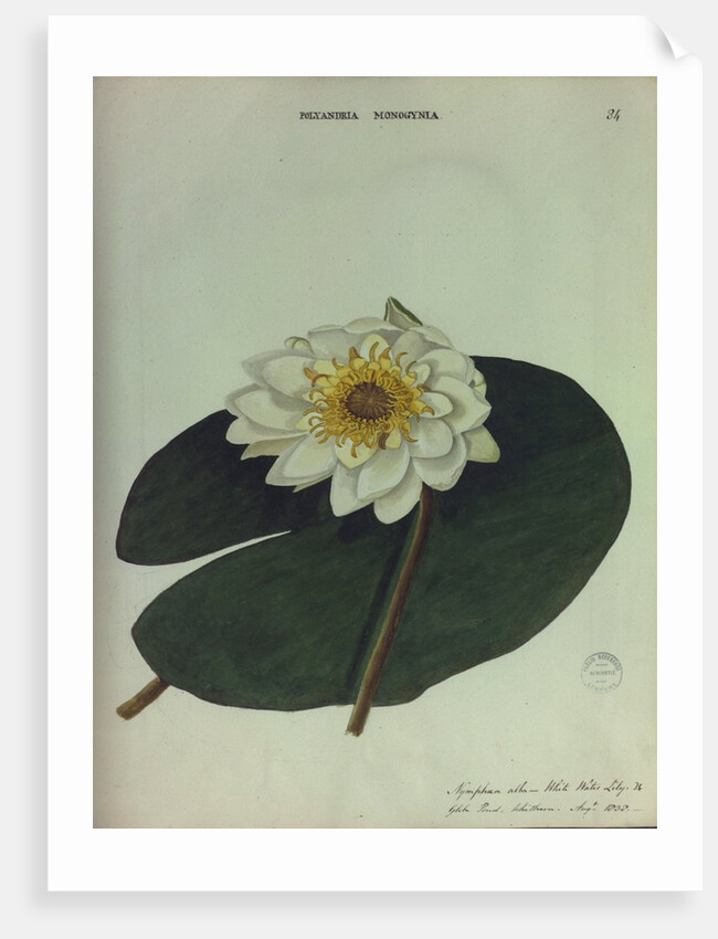 White Water Lily by Collinson