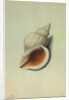 Sea Shell by George Gibsone