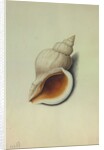 Sea Shell by George Gibsone