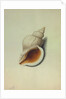 Sea Shell by George Gibsone