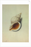 Sea Shell by George Gibsone