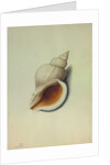 Sea Shell by George Gibsone