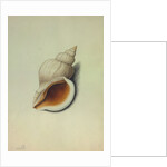 Sea Shell by George Gibsone
