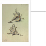 Sea Shell by George Gibsone