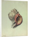 Sea Shell by George Gibsone