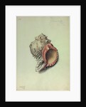Sea Shell by George Gibsone