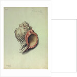 Sea Shell by George Gibsone