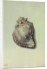 Sea Shell by George Gibsone