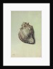 Sea Shell by George Gibsone