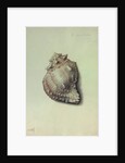 Sea Shell by George Gibsone