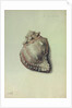 Sea Shell by George Gibsone