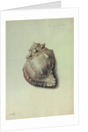 Sea Shell by George Gibsone
