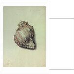 Sea Shell by George Gibsone