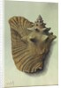 Sea Shell by George Gibsone
