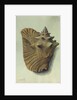 Sea Shell by George Gibsone
