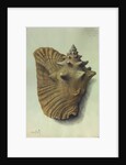 Sea Shell by George Gibsone