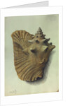 Sea Shell by George Gibsone
