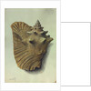 Sea Shell by George Gibsone