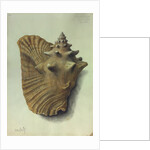 Sea Shell by George Gibsone