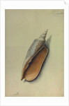 Sea Shell by George Gibsone