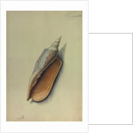 Sea Shell by George Gibsone