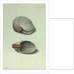 Sea Shell by George Gibsone