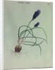 Grape Hyacinth by Collinson