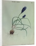 Grape Hyacinth by Collinson