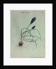 Grape Hyacinth by Collinson