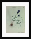 Grape Hyacinth by Collinson