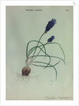 Grape Hyacinth by Collinson
