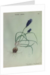 Grape Hyacinth by Collinson