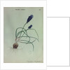 Grape Hyacinth by Collinson