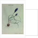 Grape Hyacinth by Collinson