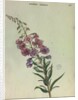 Rose Bay Willow Herb by Collinson