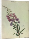 Rose Bay Willow Herb by Collinson