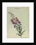 Rose Bay Willow Herb by Collinson