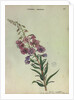 Rose Bay Willow Herb by Collinson