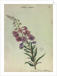 Rose Bay Willow Herb by Collinson