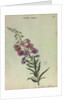 Rose Bay Willow Herb by Collinson
