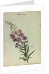 Rose Bay Willow Herb by Collinson
