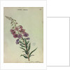 Rose Bay Willow Herb by Collinson