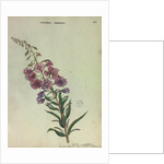 Rose Bay Willow Herb by Collinson