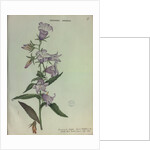 Giant Bellflower by Collinson