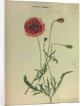Common Red Poppy by Collinson
