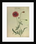 Common Red Poppy by Collinson