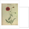 Common Red Poppy by Collinson