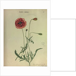 Common Red Poppy by Collinson