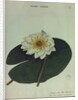 White Water Lily by Collinson